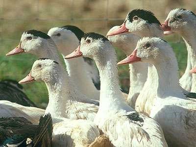 Razzia sur la schnouf ... foie gras ! Domaine_de_Barbe_5_R