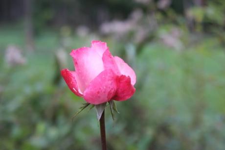 Les couleurs d'octobre à Romilly rosa romi 11 oct 2015 006.jpg
