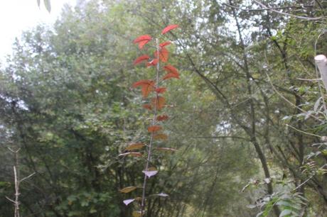 Les couleurs d'octobre à Romilly malus niedzwetzkyana romi 11 oct 2015 025.jpg