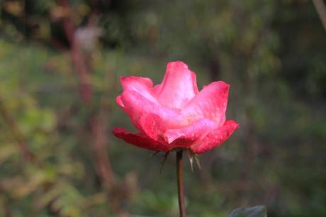 Les couleurs d'octobre à Romilly rosa romi 18 oct 2015 019.jpg