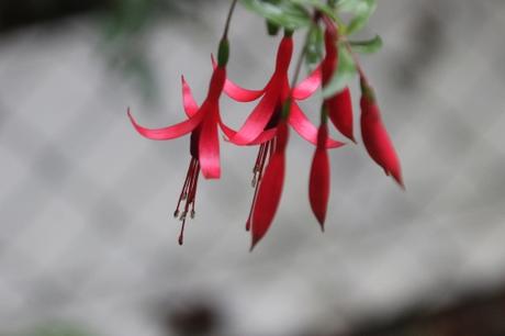 Les couleurs d'octobre à Romilly fuchsia romi 11 oct 2015 001 (2).jpg