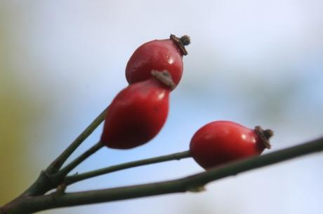 Les couleurs d'octobre à Romilly rosa romi 18 oct 2015 054.jpg