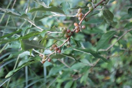 Les couleurs d'octobre à Romilly elaeagnus multiflora romi 11 oct 2015 057.jpg