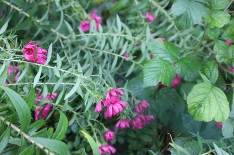 Les couleurs d'octobre à Romilly aster na rose romi 18 oct 2015 009 (1).jpg