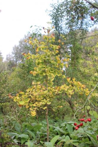 Les couleurs d'octobre à Romilly ginkgo 1 romi 11 oct 2015 042.jpg