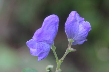 Les couleurs d'octobre à Romilly aconit romi 18 oct 2015 051 (1).jpg