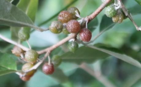 Les couleurs d'octobre à Romilly elaeagnus multiflora rec romi 11 oct 2015 057.jpg