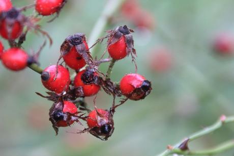 Les couleurs d'octobre à Romilly rosa canina romi 18 oct 2015 012 (4).jpg