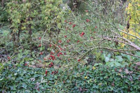 Les couleurs d'octobre à Romilly rosa canina romi 18 oct 2015 012 (1).jpg