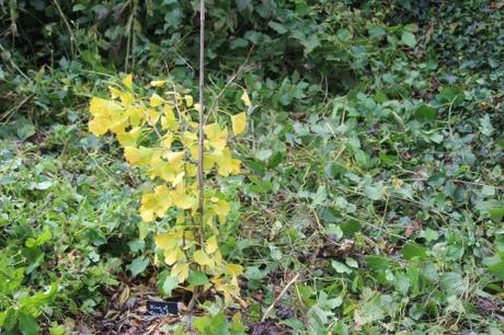 Les couleurs d'octobre à Romilly ginkgo king romi 11 oct 2015 043.jpg