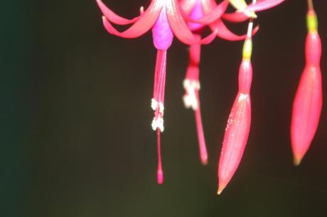 Les couleurs d'octobre à Romilly fuchsia romi 21 sept 2015 025 (4).jpg