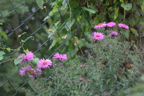 Les couleurs d'octobre à Romilly aster na romi 6 sept 2015 018.jpg