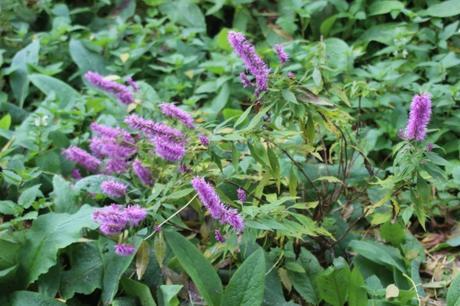 Les couleurs d'octobre à Romilly elscholtzia romi 18 oct 2015 017.jpg
