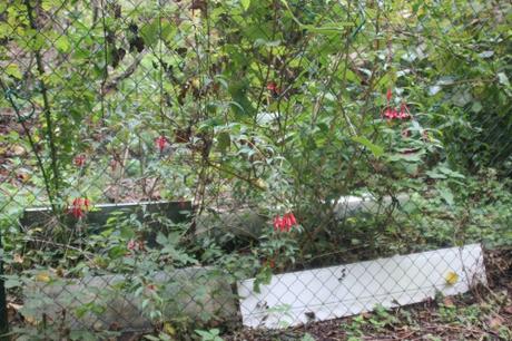 Les couleurs d'octobre à Romilly fuchsia romi 11 oct 2015 001 (1).jpg