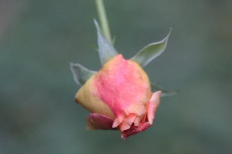 Les couleurs d'octobre à Romilly rosa leander bout romi 11 oct 2015 011.jpg