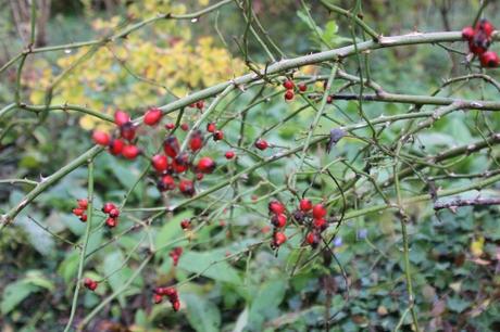 Les couleurs d'octobre à Romilly rosa canina romi 18 oct 2015 012 (2).jpg