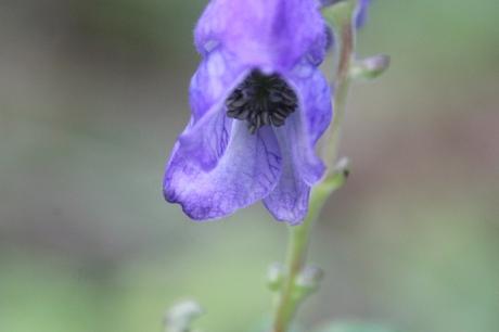 Les couleurs d'octobre à Romilly aconit romi 18 oct 2015 051 (3).jpg