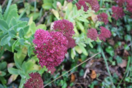 Les couleurs d'octobre à Romilly sedum romi 18 oct 2015 001 (2).jpg