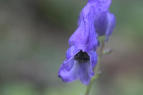 Les couleurs d'octobre à Romilly aconit romi 18 oct 2015 051 (2).jpg