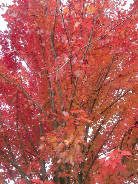 Divers - Les couleurs de l'automne Divers - Les couleurs de l'automne