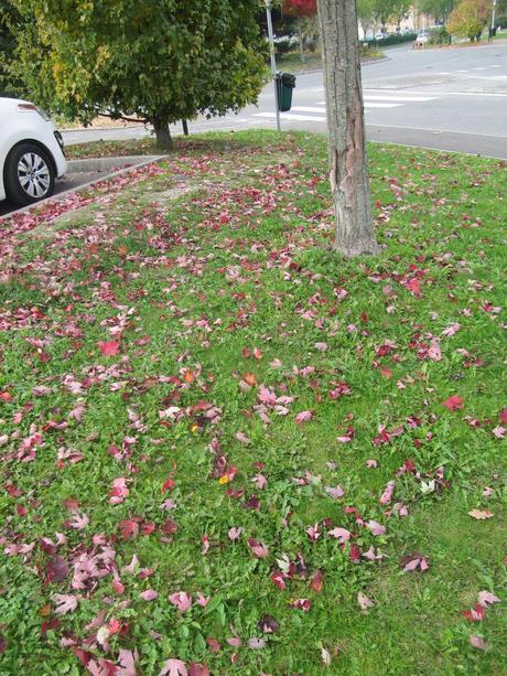 Divers - Les couleurs de l'automne Divers - Les couleurs de l'automne