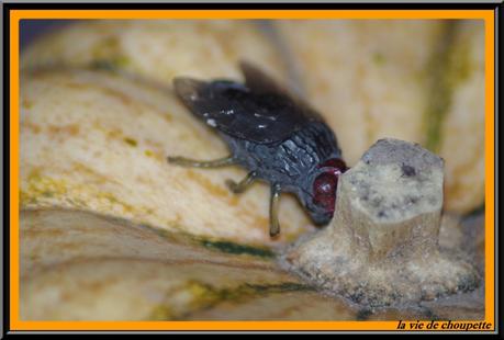 MA TABLE HALLOWEEN 2015 table halloween 2015-332