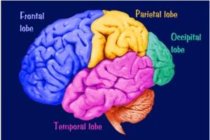 MÉMOIRE: Le réseau du cerveau qui reconnaît le nouveau du déjà vu – Trends in Cognitive Sciences