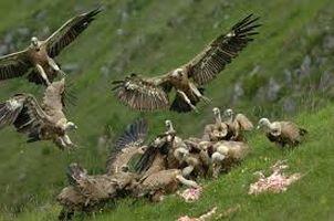 Avis aux vautours avides de tragédies
