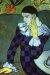 1901, Pablo Picasso : Harlequin 1901, Pablo Picasso : Harlequin
