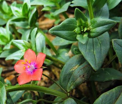 Anagallis devenu Lysimachia mais resté Mouron Anagallis devenu Lysimachia mais resté Mouron