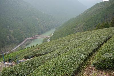 Shizuoka 2015 : Tenryû Shizuoka 2015 : Tenryû