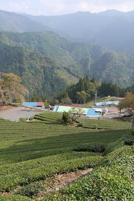 Shizuoka 2015 : Tenryû Shizuoka 2015 : Tenryû