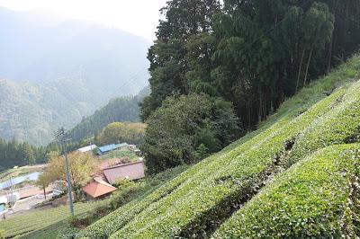 Shizuoka 2015 : Tenryû Shizuoka 2015 : Tenryû