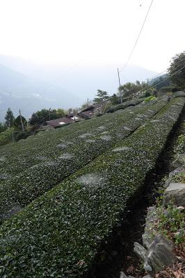 Shizuoka 2015 : Tenryû Shizuoka 2015 : Tenryû