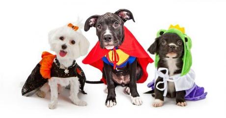 Déguisements de chiens pour Halloween Top 10 des déguisements de chiens pour Halloween