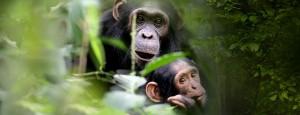 Sur la piste des Grands Singes, au Muséum national d’Histoire naturelle, grandssinges-visuel-homepage-1440x850
