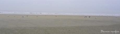 Balade au bord de la mer du Nord Balade au bord de la mer du Nord