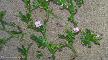 Balade au bord de la mer du Nord Balade au bord de la mer du Nord
