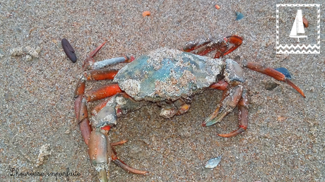 Balade au bord de la mer du Nord Balade au bord de la mer du Nord