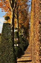 DSC_1250 Idée de sortie : Une balade dans les jardins du Château de Versailles