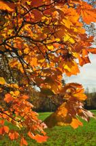 DSC_1271 Idée de sortie : Une balade dans les jardins du Château de Versailles