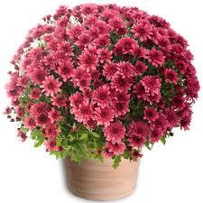 Visite au cimetière images