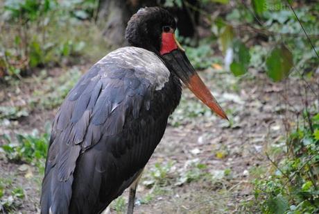 {bioparc de doué /3/} Le Sanctuaire des Okapis. (1) Le jabiru d'Afrique.