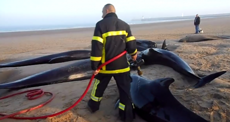 Dix baleines ont été retrouvées échouées sur la plage de Calais. Quatre ont pu être remises à l'eau, les autres sont mortes Capture d'écran Youtube