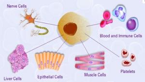 ALZHEIMER: Des cellules de sang de cordon pour réparer le cerveau – Cell Transplantation