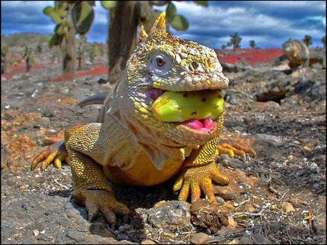 Les Galapagos - 1 Les Galapagos - 1