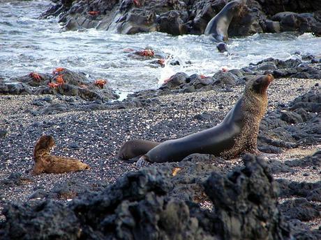 Les Galapagos - 1 Les Galapagos - 1