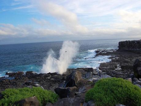 Les Galapagos - 1 Les Galapagos - 1