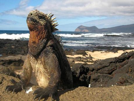 Les Galapagos - 1 Les Galapagos - 1