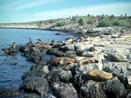 Les Galapagos - 1 Les Galapagos - 1